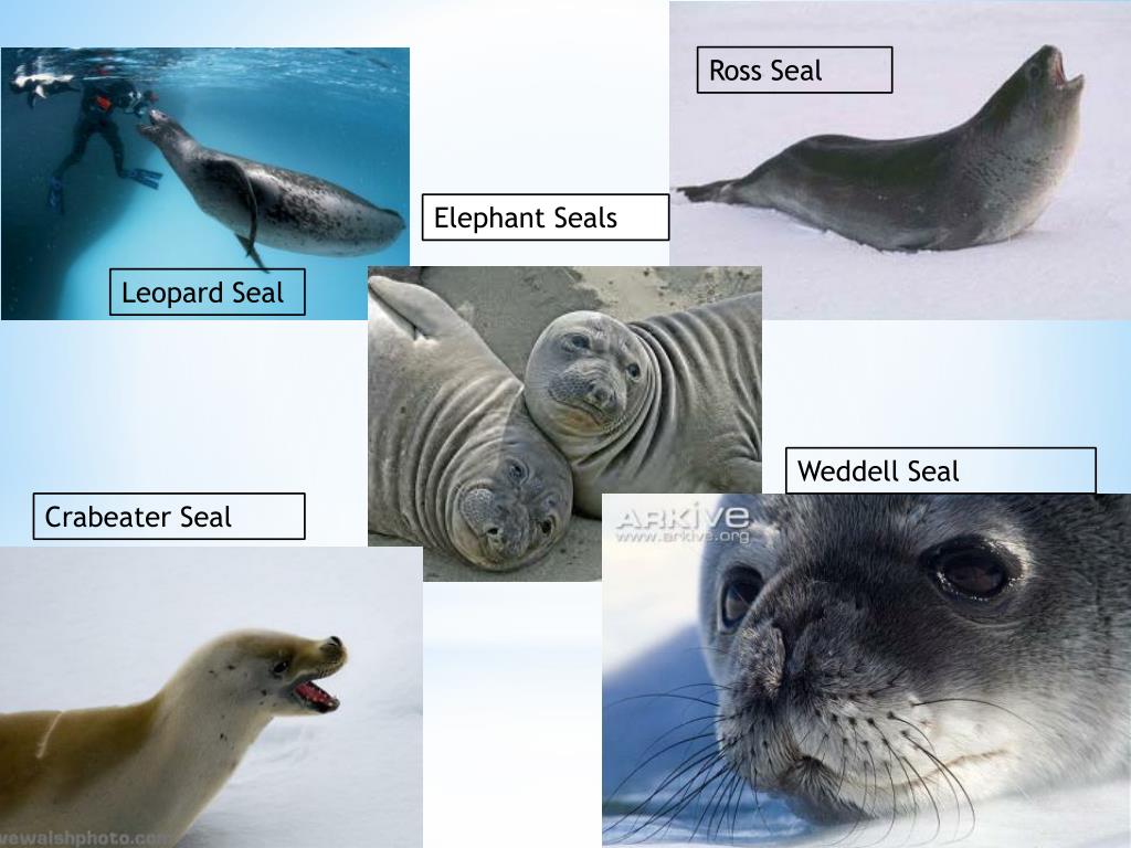 Как отличить морскую. Тюлень морской котик морской Лев морской леопард. Морской котик и тюлень отличия. Морской леопард и тюлень разница. Тюлень Нерпа и морской котик разница.