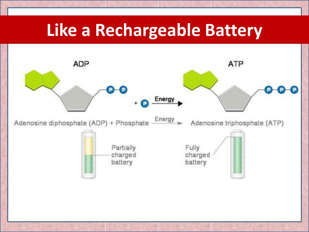 PPT - Chater 8 and 9 Energy in Living Organisms PowerPoint Presentation -  ID:1871358