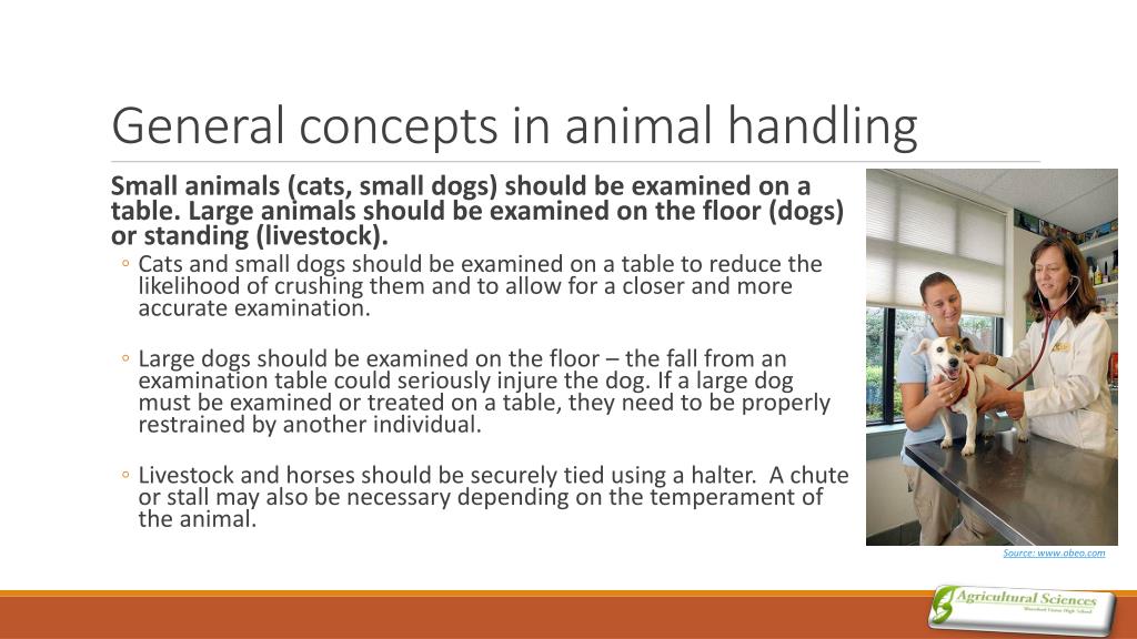 PPT Animal Handling & Care PowerPoint Presentation, free download