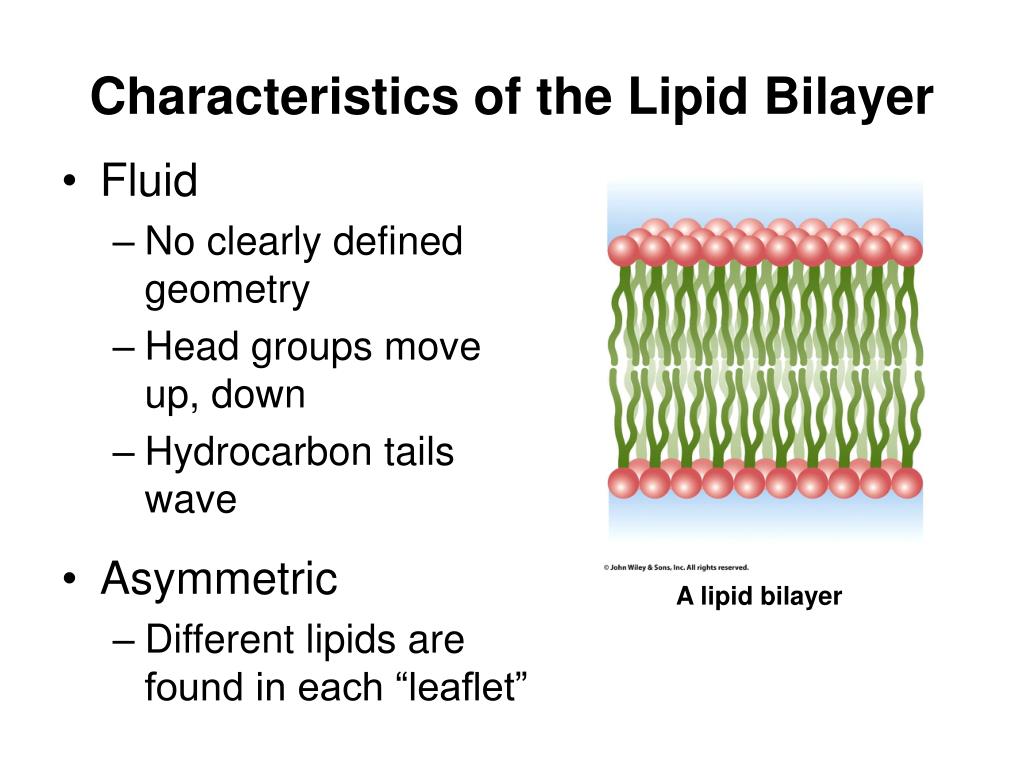 naturally forming bilayers hypothesis