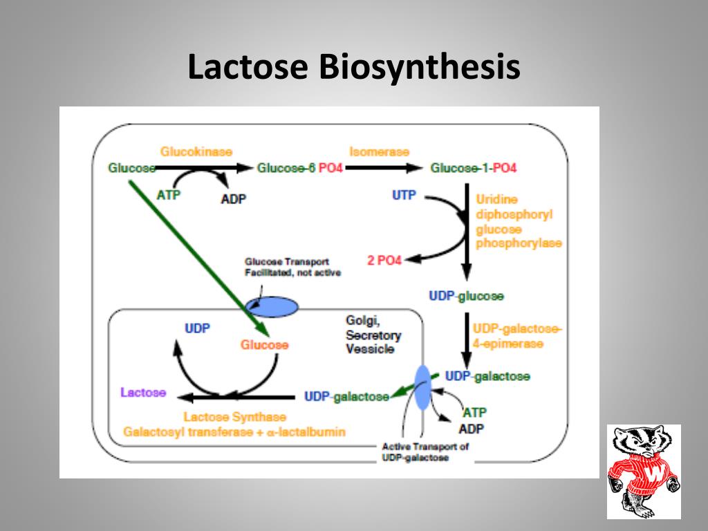 PPT Milk Protein, Colostrum , Lactose, Minerals and MUN PowerPoint