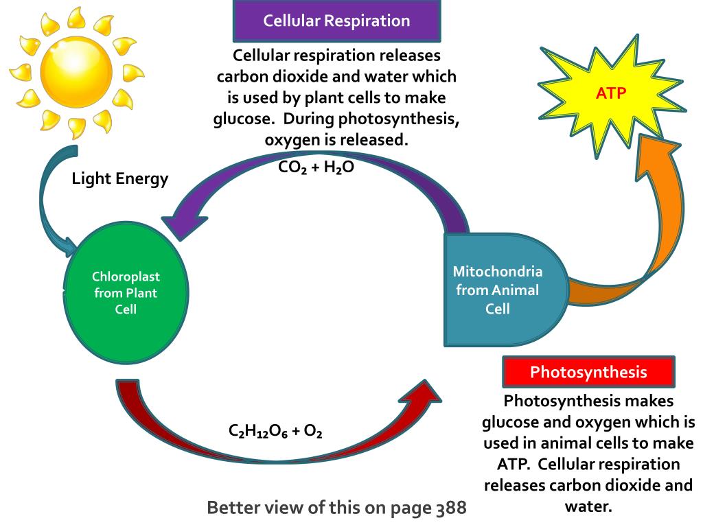 PPT - Organization of Living Things and Cellular Respiration PowerPoint ...