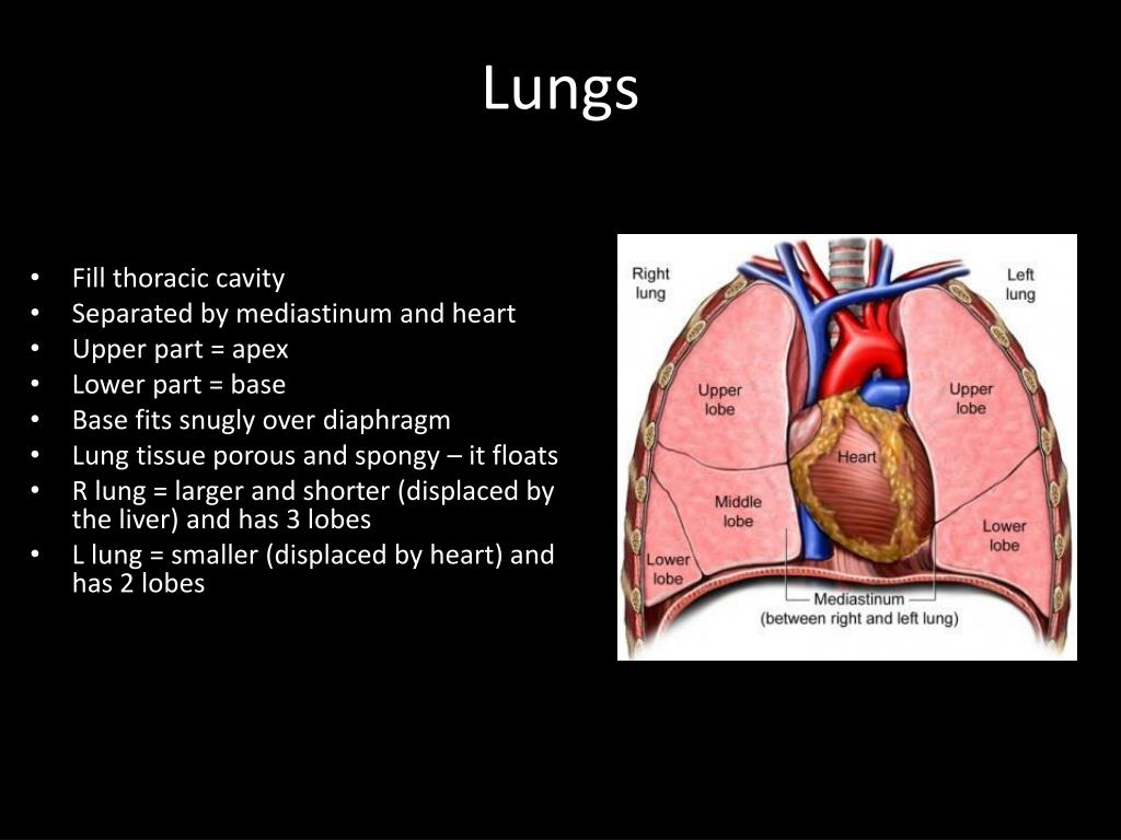 PPT - Respiratory system facts : 1,500 mi of airways PowerPoint