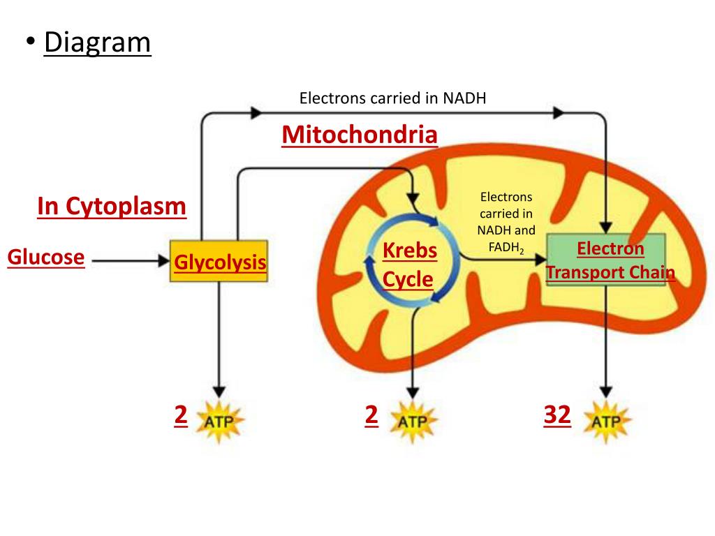 stored energy process 3 steps in human body stored energy process 3 steps in human body
