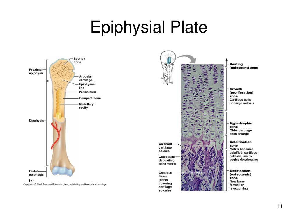 PPT Chapter 6 Osseous Tissue And Bone Structure PowerPoint 
