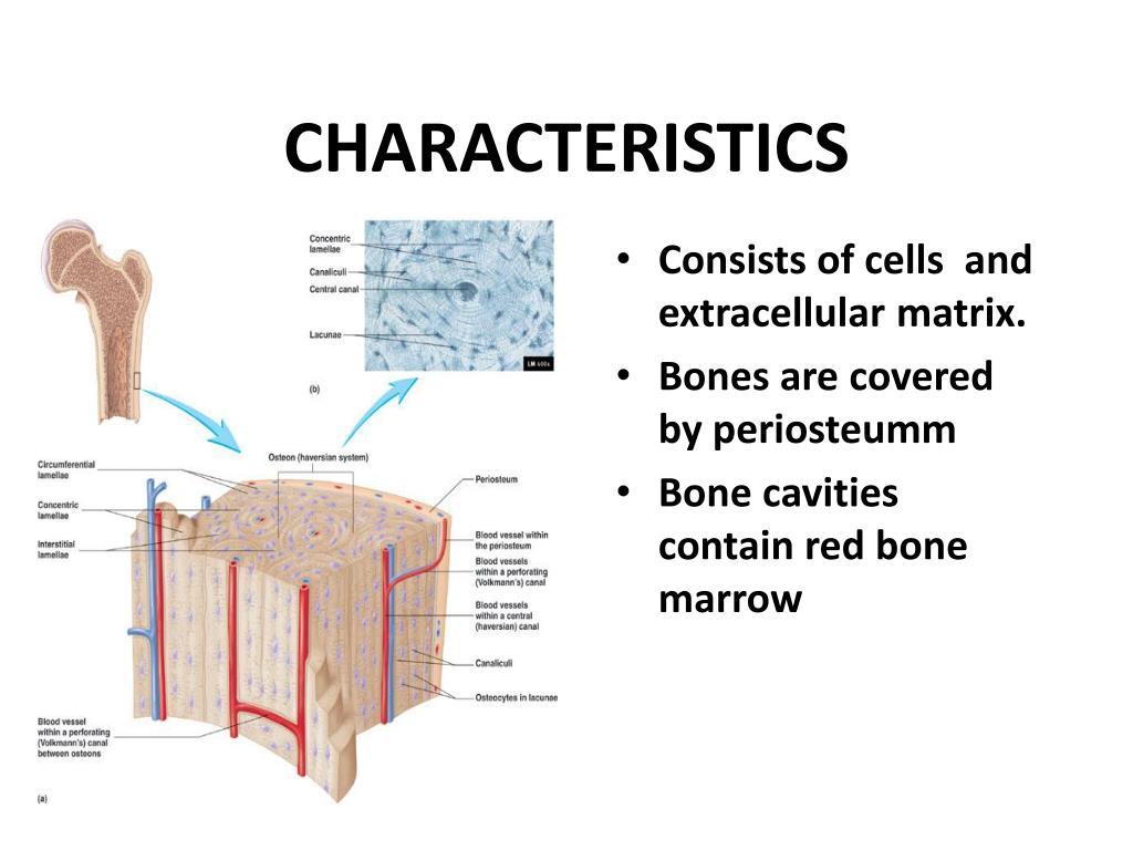 Consists of the first. Строение костного матрикса. Матрикс кости. Extracellular Matrix. Костный Матрикс (Bone Matrix).
