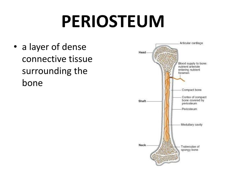 PPT - BONE PowerPoint Presentation - ID:1872550