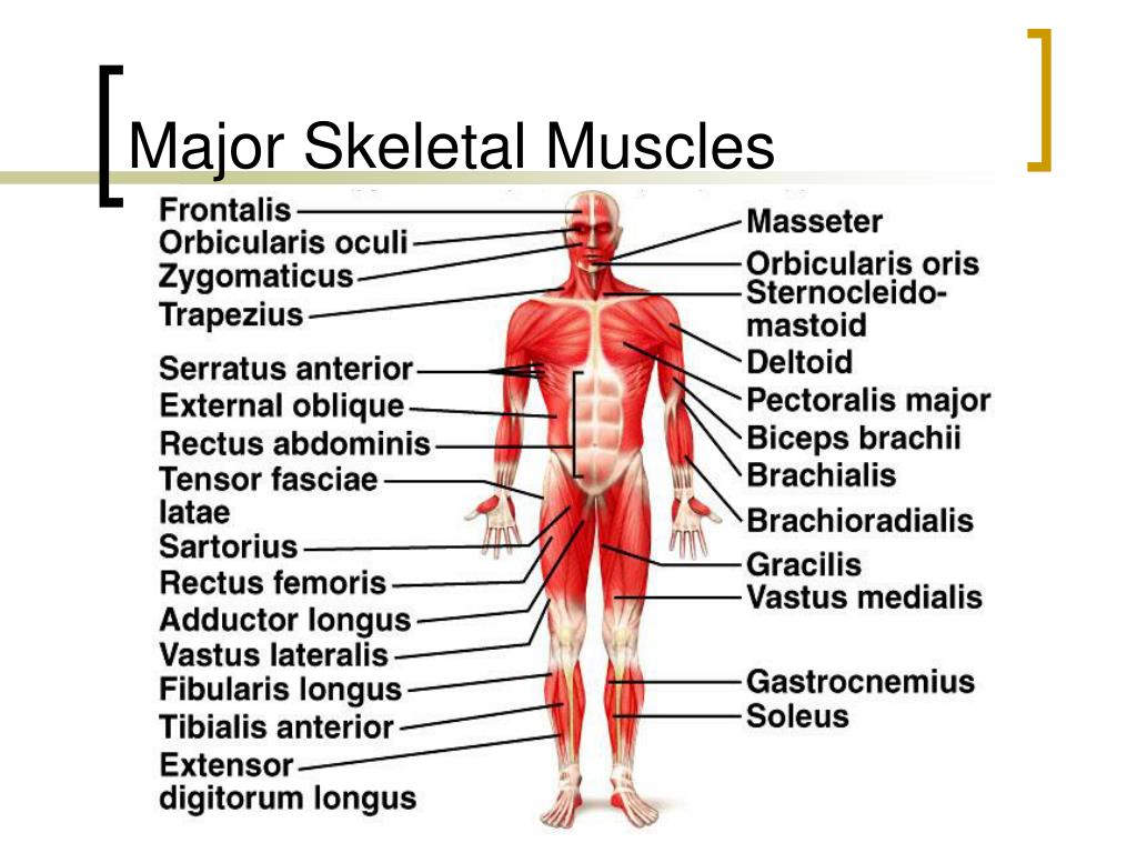 Ppt Muscular System Powerpoint Presentation Free Download Id1872965