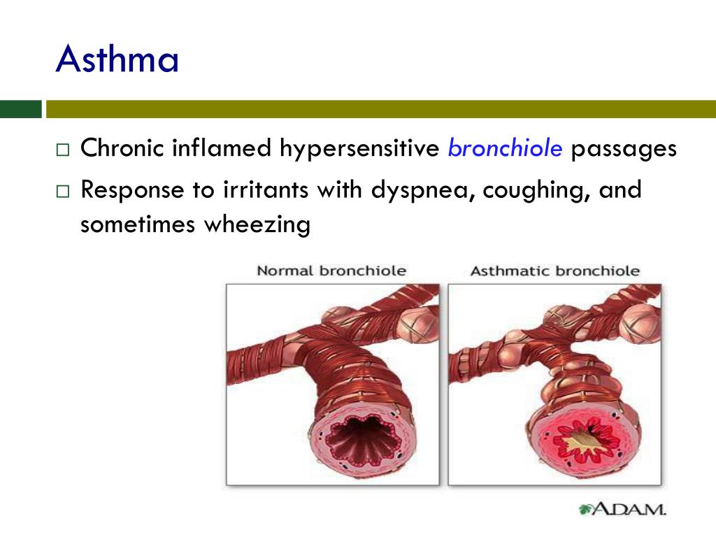 PPT - The Respiratory System Chapter 13—Part C PowerPoint Presentation
