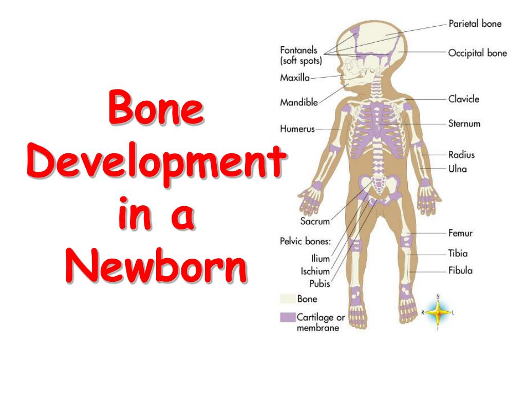 Baby Bone Development Process: Everything You Need to Know