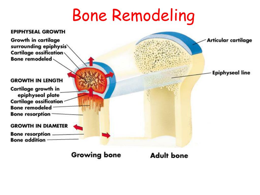 The bones form. Bone Remodeling. Growth of Bone. Bone Remodeling Markers. Bone growth in length.