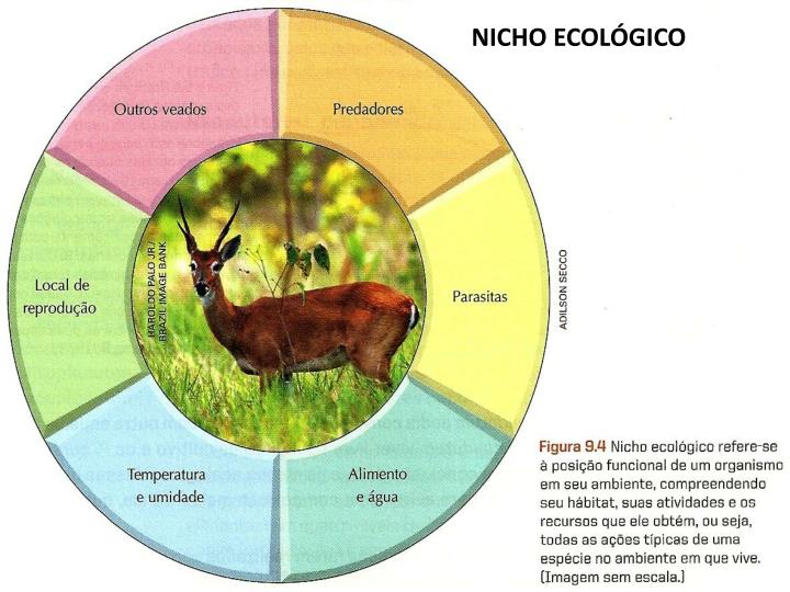 Biologia Estrutura Dos Ecossistemas Habitat E Nicho Ecológico