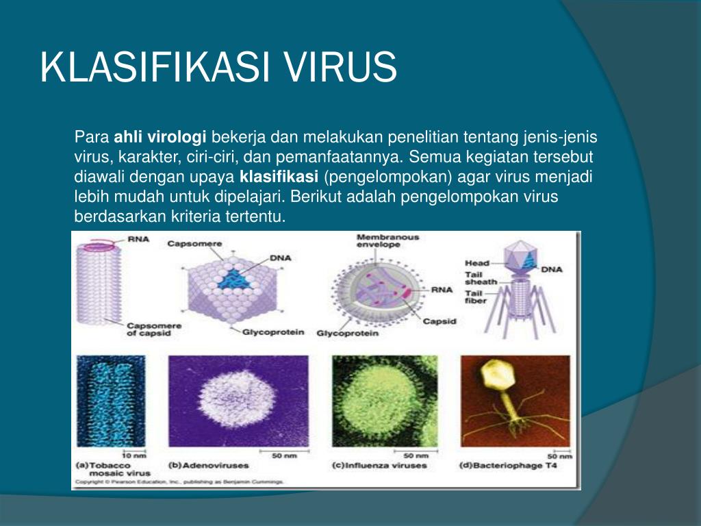 PPT VIRUS  PowerPoint Presentation free download ID 