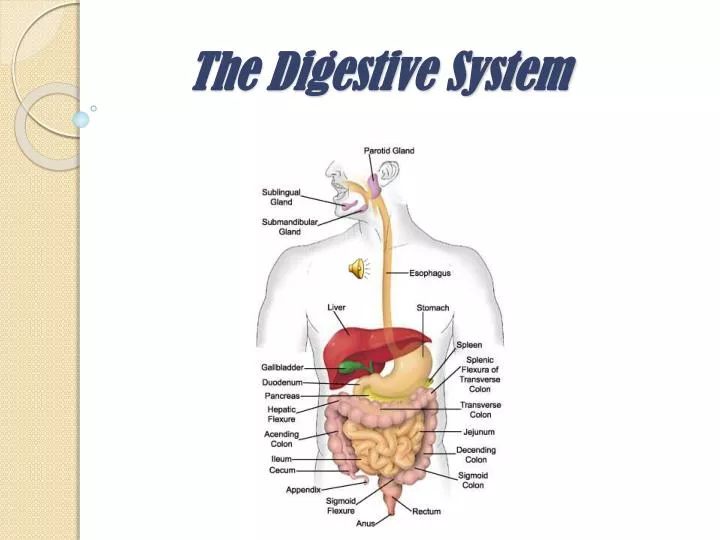parts of the digestive system From the author find the parts of the human digestive system over the teeth and past the gums, look out stomach, here it comes this wonderful image by mariana ruiz villarreal (ladyofhats) in the wikimedia commons. parts of the digestive system From the author find the parts of the human digestive system over the teeth and past the gums, look out stomach, here it comes this wonderful image by mariana ruiz villarreal (ladyofhats) in the wikimedia commons.