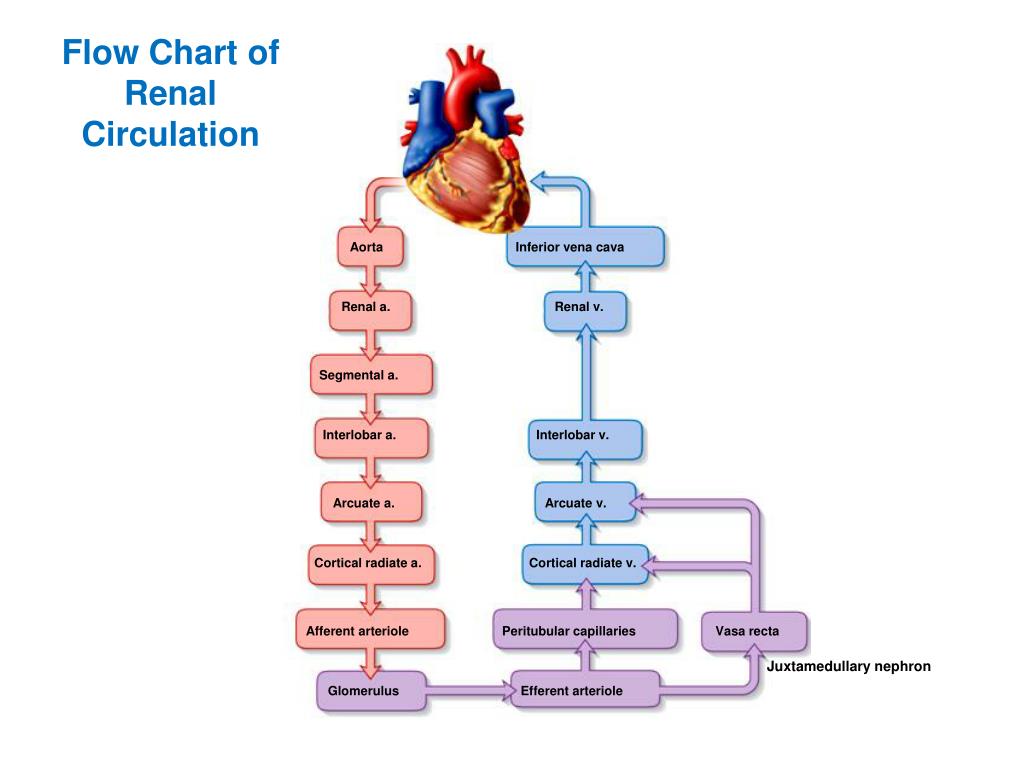 Renal Circulation Flow Chart