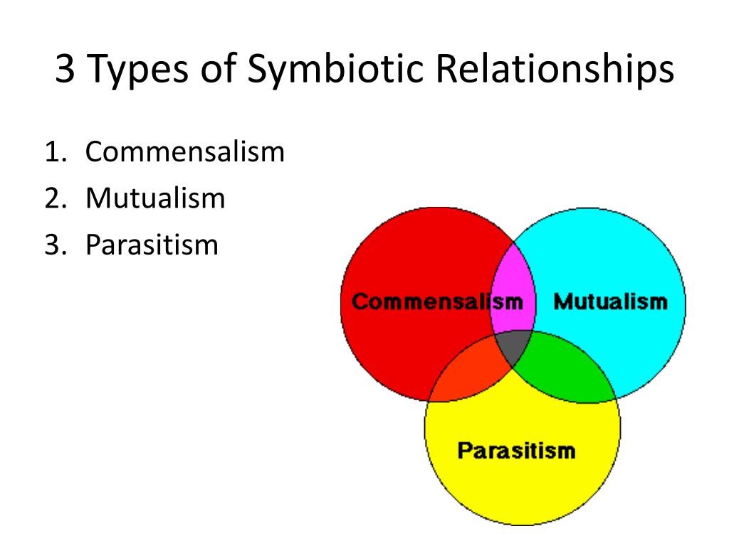 what are the three symbiotic relationships and examples