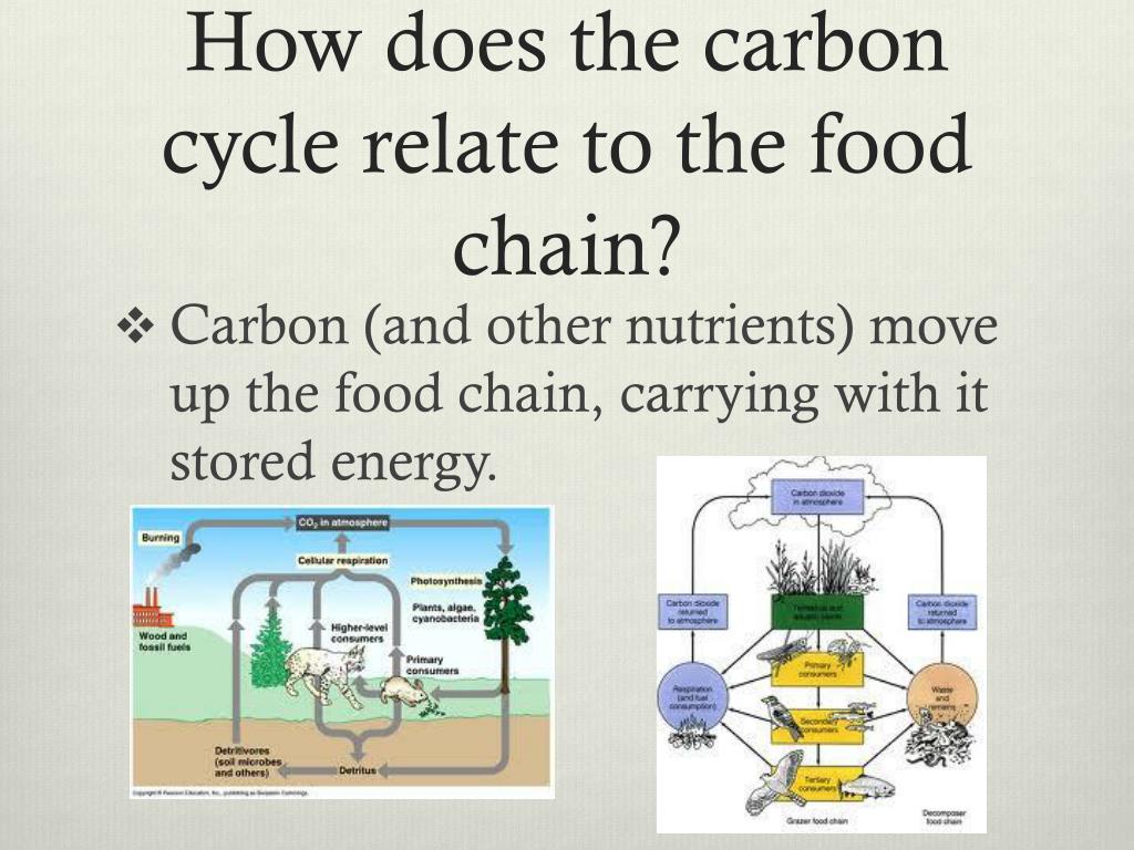 Introduction to Ecosystems PowerPoint Presentation, free download ... Biology Diagrams