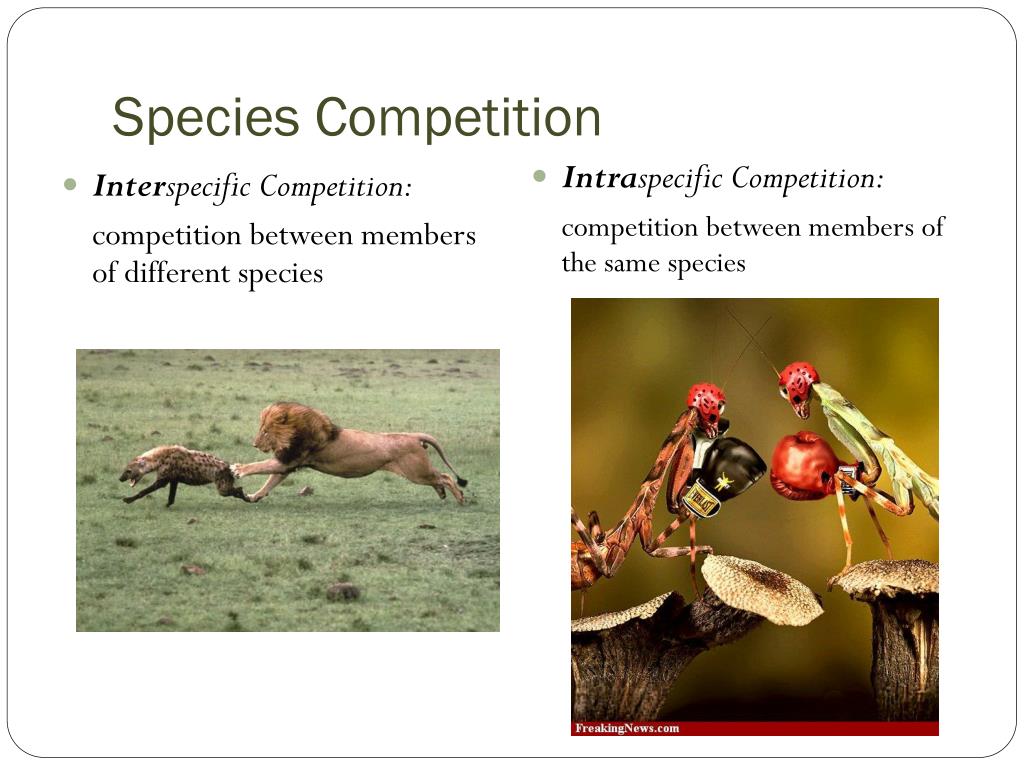 Competition between. Species-specific. Examples of interspecific Competition. Types of species and Types of interaction Competition. Types of species and Types of interaction between species.