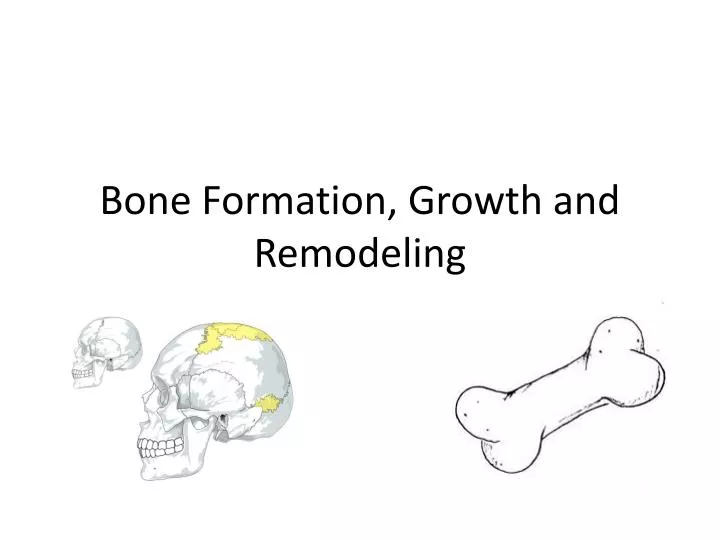 Bone Formation Growth and Remodeling PowerPoint Presentation Biology Diagrams