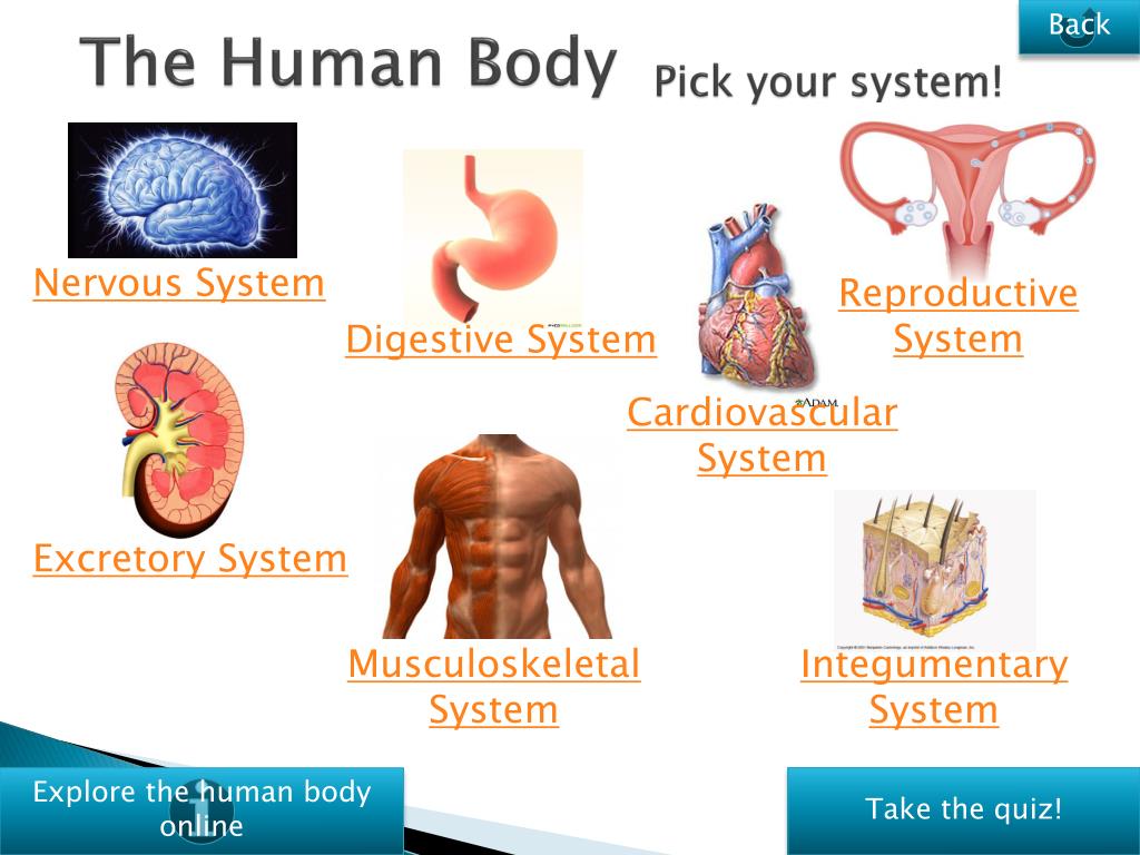 Ppt The Human Body Systems Powerpoint Presentation Free Download D75