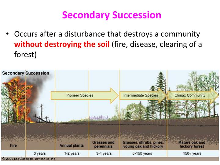 PPT - Mount St. Helens PowerPoint Presentation - ID:1878846