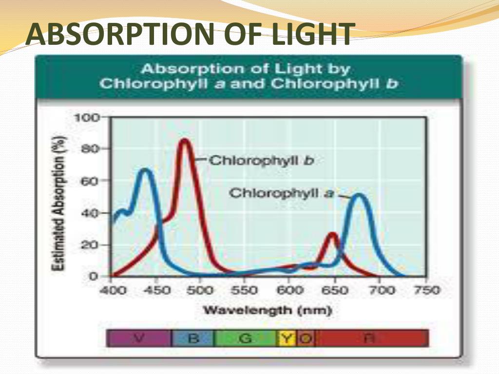 PPT - CHAPTER 8 PHOTOSYNTHESIS PowerPoint Presentation, Free Download ...