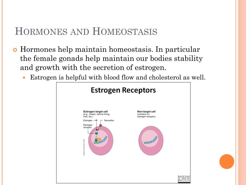 Female Gonads PowerPoint Presentation free download Biology Diagrams