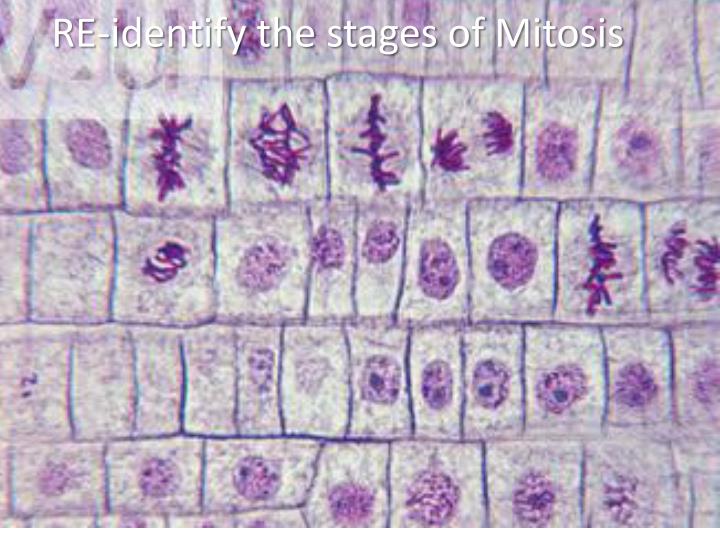 PPT - Stages of Mitosis PowerPoint Presentation - ID:1881326