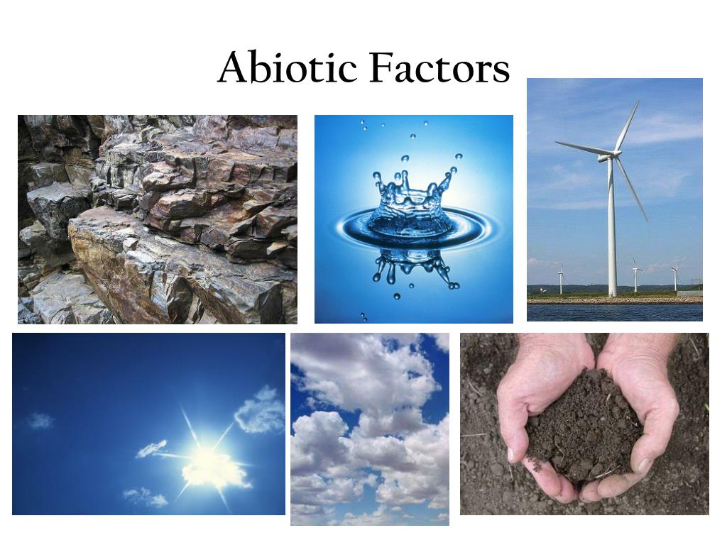 abiotic factors.