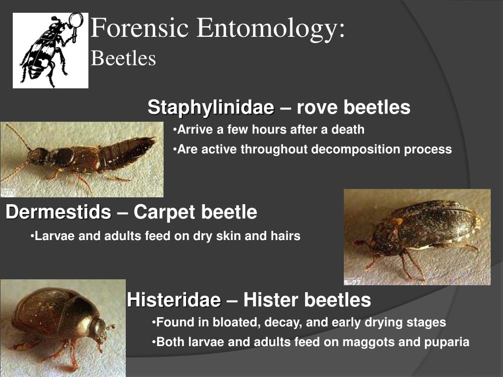 PPT - Forensic Entomology PowerPoint Presentation, free download - ID ...