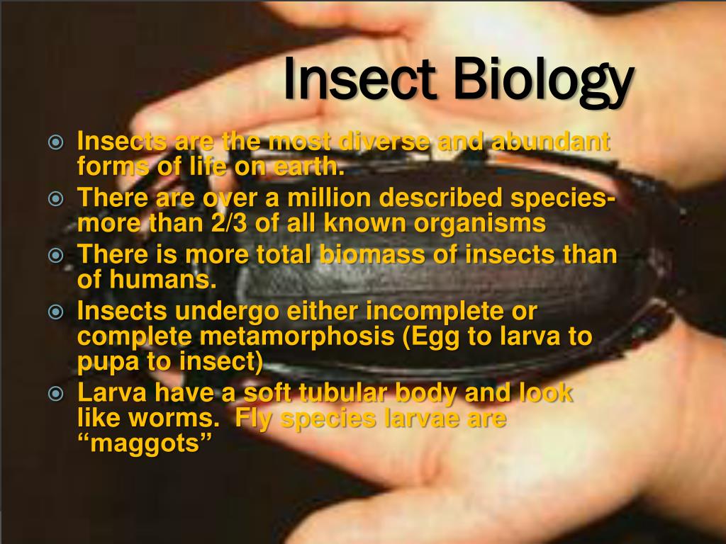 research topics on entomology