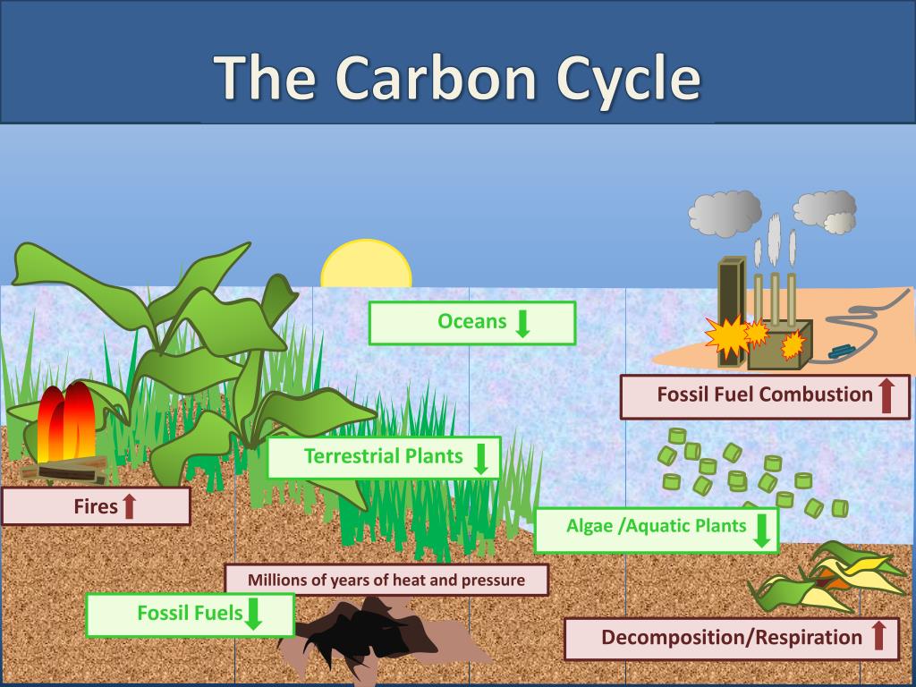 PPT - The Carbon Cycle PowerPoint Presentation, free download - ID:1885673 Why Is Carbon Dioxide Added To Pool Water