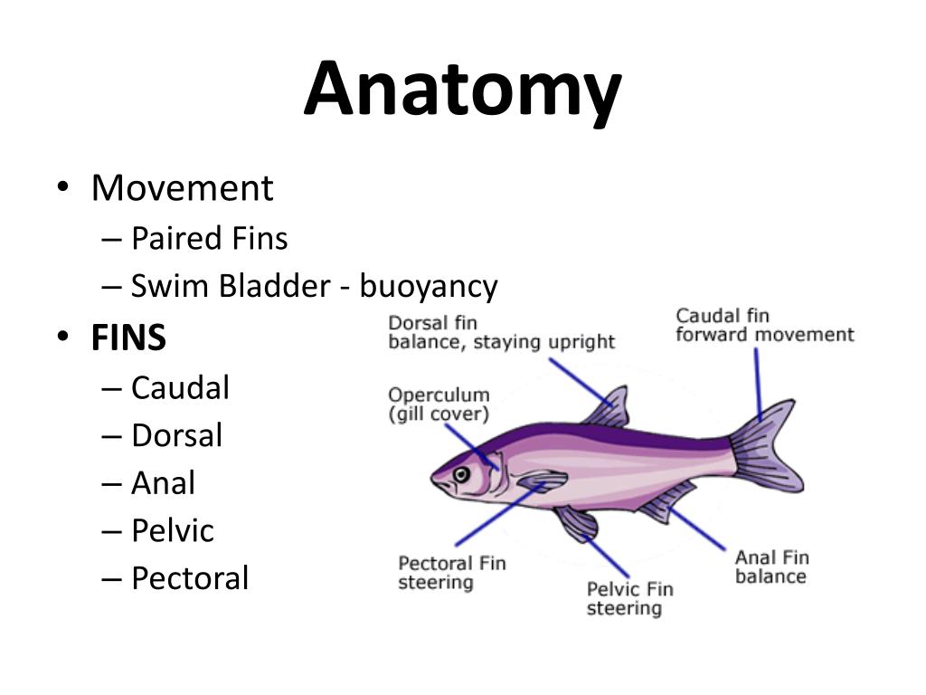 PPT - Vertebrate that lives in water Most have swim bladder to adjust ...