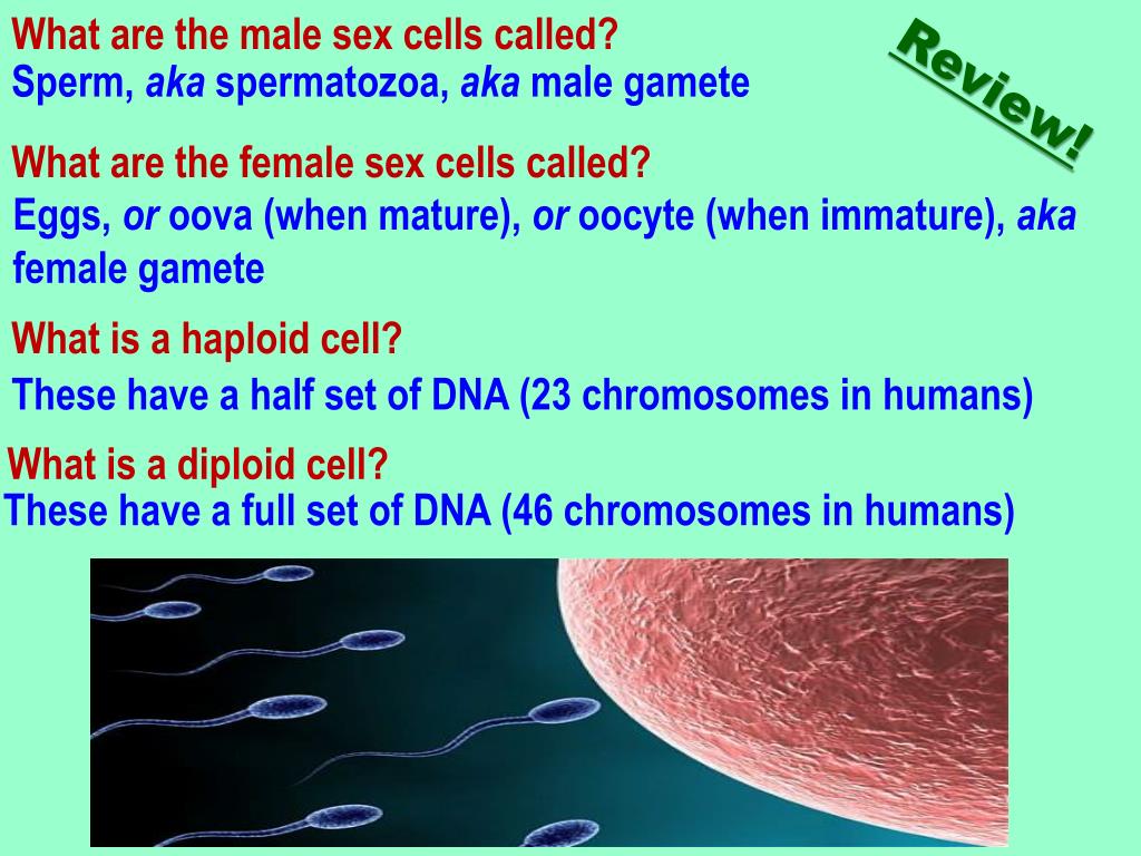 How many chromosomes does a human sex cell have