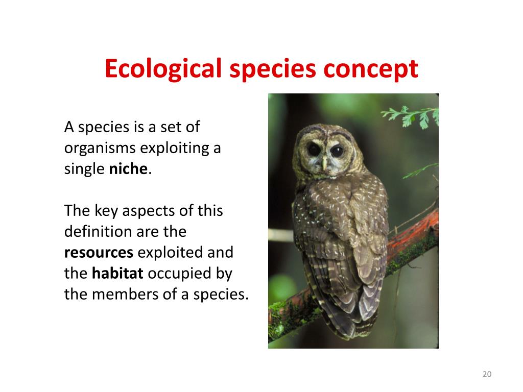 morphological species concept example of