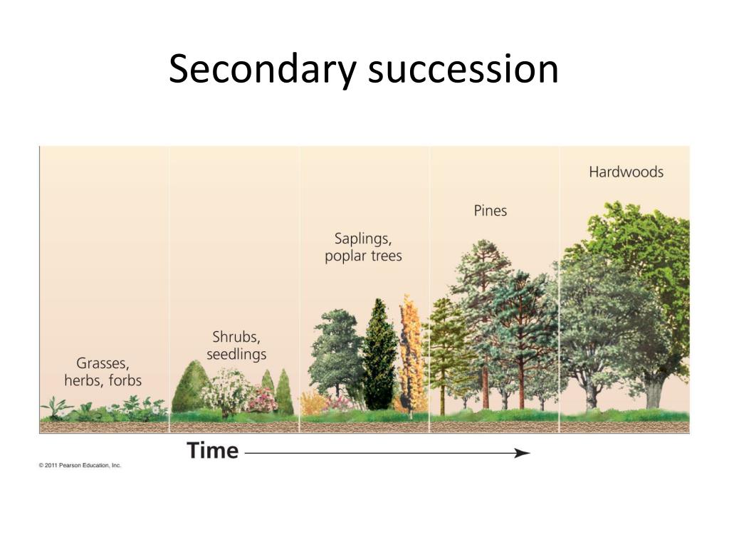 What Is Secondary Succession Give An Example