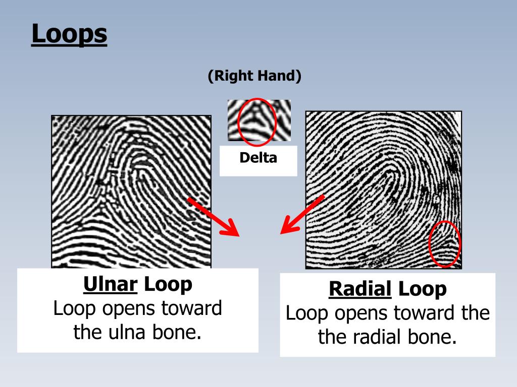 PPT C12 Fingerprints PowerPoint Presentation, free download ID1886594