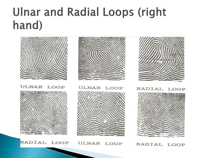 PPT - FINGERPRINT ANALYSIS PowerPoint Presentation - ID:1886623