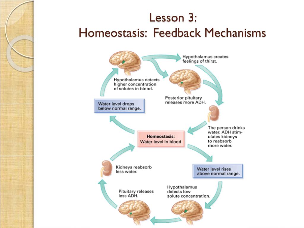 PPT - Kidney Homeostasis PowerPoint Presentation, free download - ID