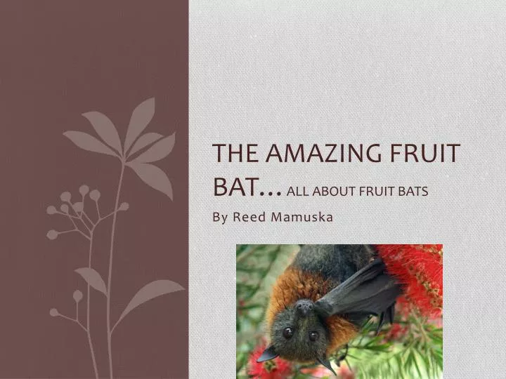 the amazing fruit bat all about fruit bats n.