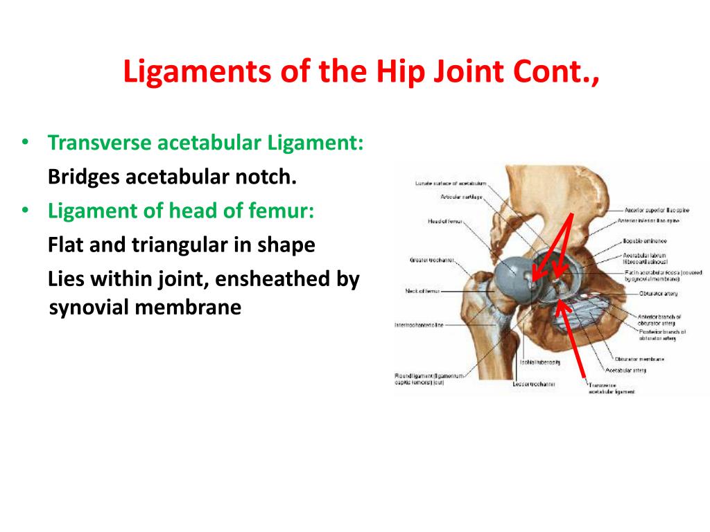 Hip Joint PowerPoint Presentation, free download Biology Diagrams