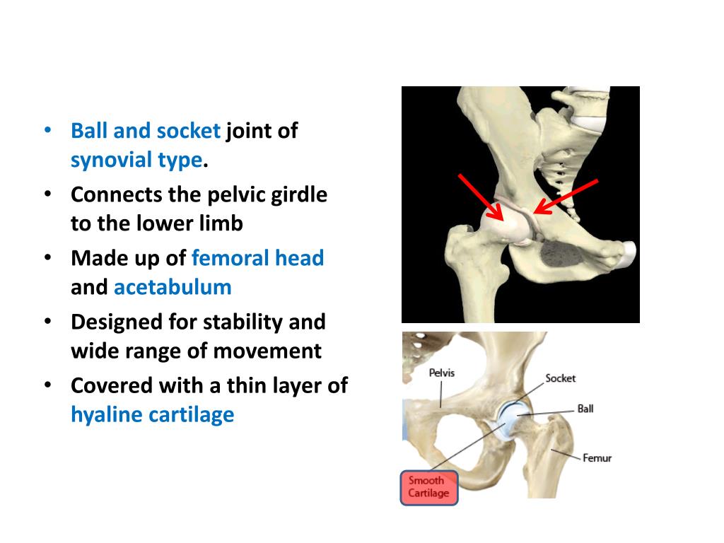 PPT - Hip Joint PowerPoint Presentation - ID:1887324