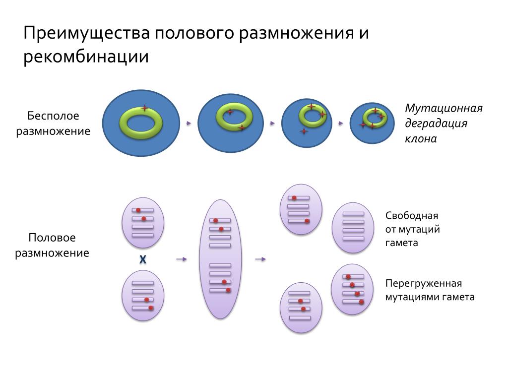 Набор хромосом клетки называют. Набор клеток бесполового размножения. Набор хромосом в бесполом размножении. Генетический материал и Тип половых клеток. Половое размножение.