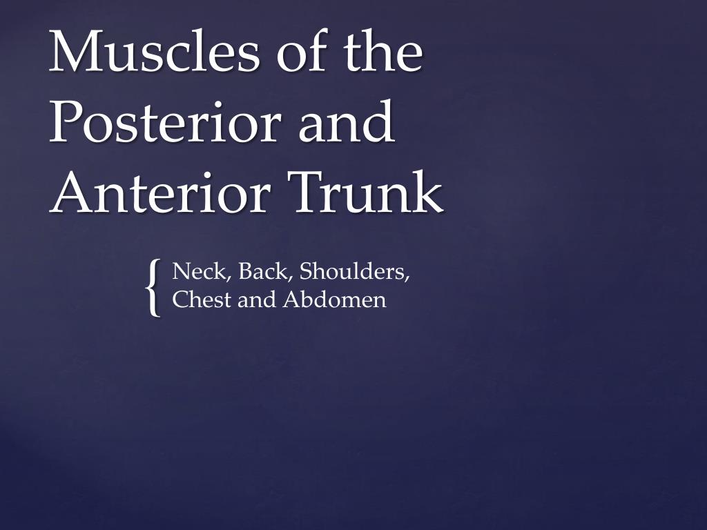 Ppt Muscles Of The Posterior And Anterior Trunk Powerpoint My Xxx Hot