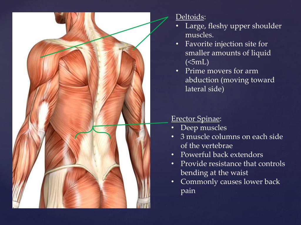 PPT Muscles of the Posterior and Anterior Trunk PowerPoint