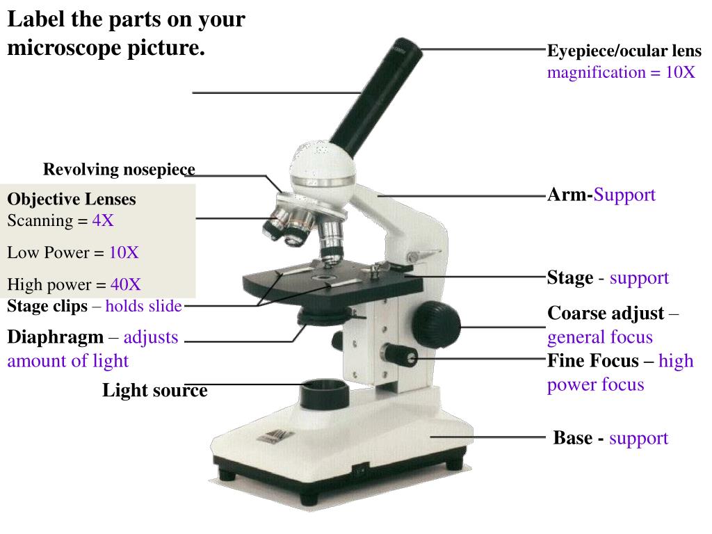 What Does The Low Power Objective Do On A Microscope At Jimmie Fraley Blog power-of-tens-chart