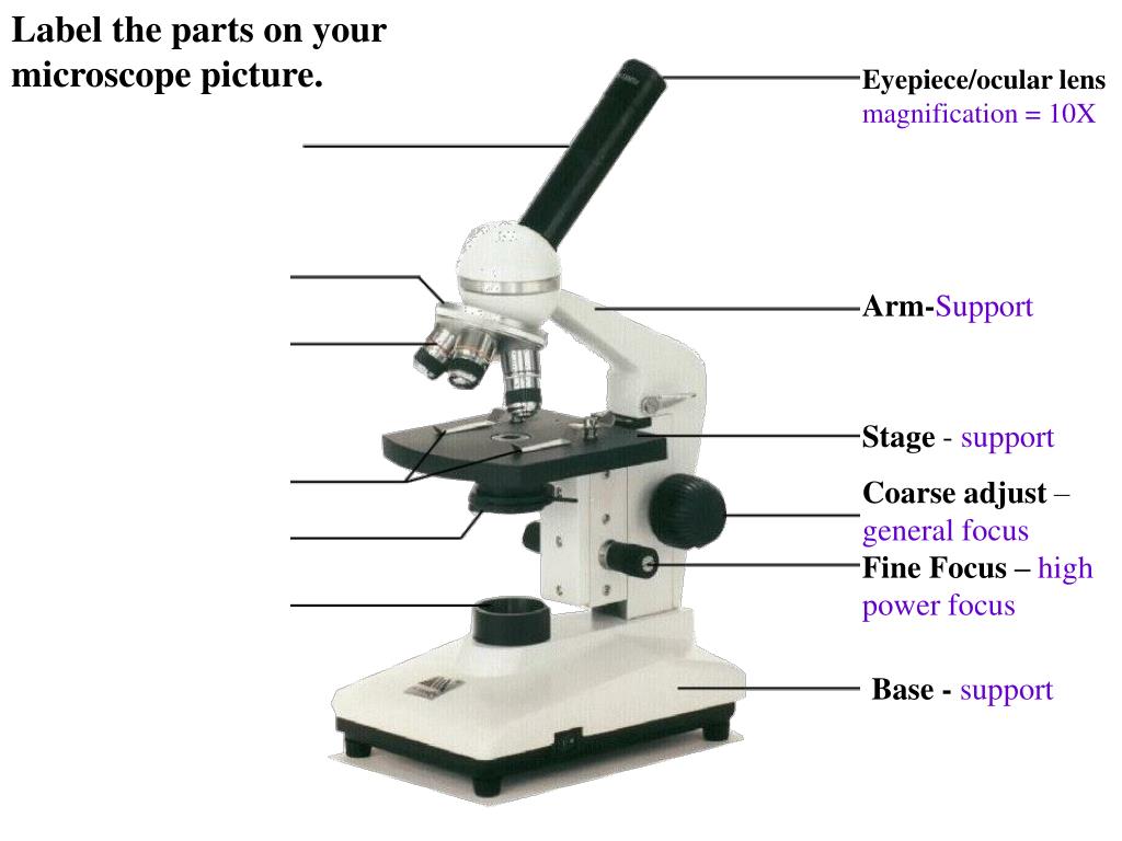 ppt-label-the-parts-on-your-microscope-picture-powerpoint