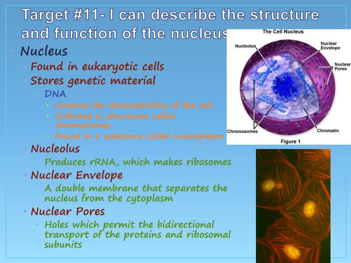 describe the structure and function of biomolecules Introductory information about biomolecules 22 questions which of the following is not a function in which lipids play an membrane structure c controlling. describe the structure and function of biomolecules Introductory information about biomolecules 22 questions which of the following is not a function in which lipids play an membrane structure c controlling.
