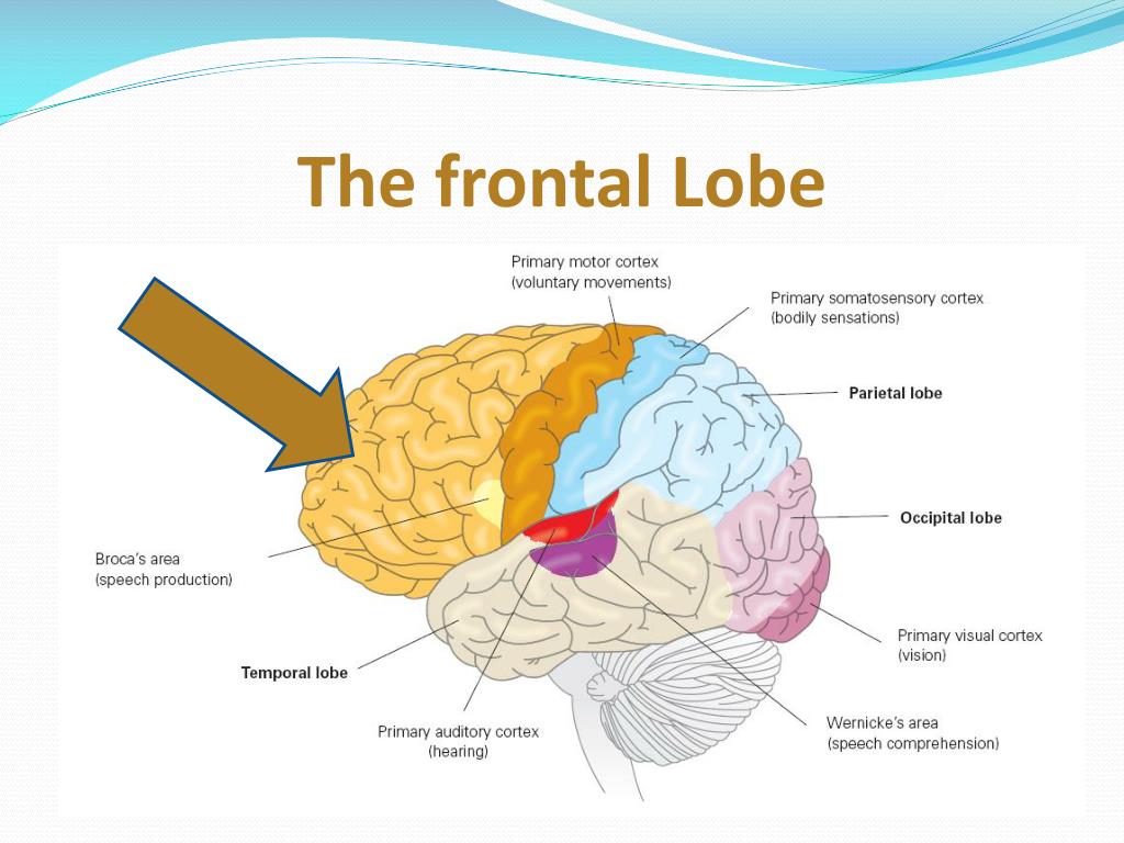 Four Lobes of the Cerebral Cortex PowerPoint Presentation, free ... Biology Diagrams