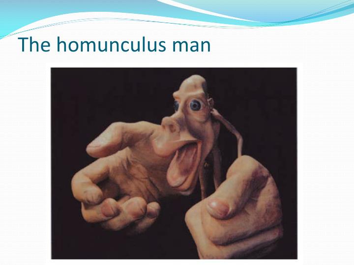 PPT - Four Lobes of the Cerebral Cortex PowerPoint Presentation - ID ...